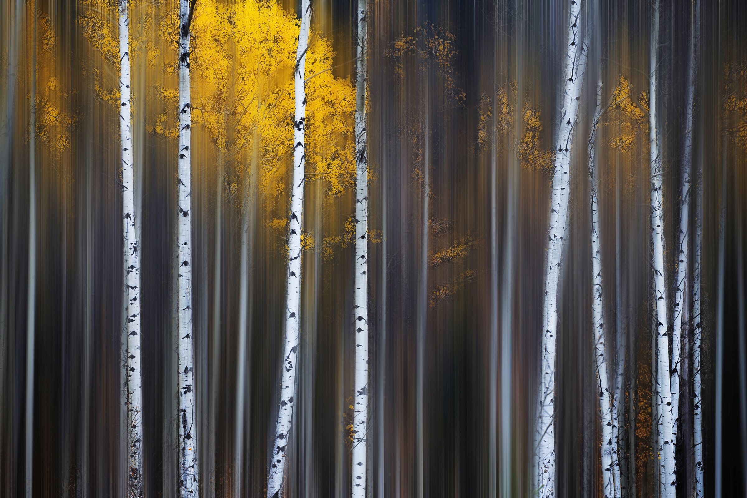 Fototapete PAPERMOON "Photo-Art ANDY HU, FALLVORHANG", bunt, B:2,5m L:1,86m, Vlies, Tapeten, Fototapete bunt B/L: 2,5m x 1,86m, Bahnen: 5 Stk.