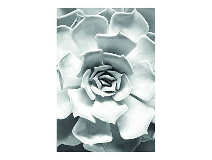 Komar Wandbild Succulent Closeup Poster, Bild, Wohnzimmer, Schlafzimmer, Dekoration, Kunstdruck ohne Rahmen P049C-50x70 Größe: 50 x 70 cm (Breite x Höhe)