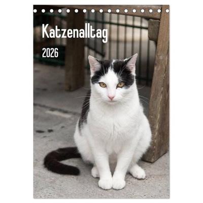 Katzenalltag 2026 (Tischkalender 2026 DIN A5 hoch), CALVENDO Monatskalender