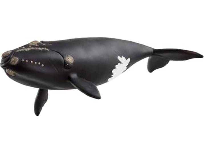 schleich WILD Life Nordatlantischer Glattwal 14878 19 x 10 x 5 cm