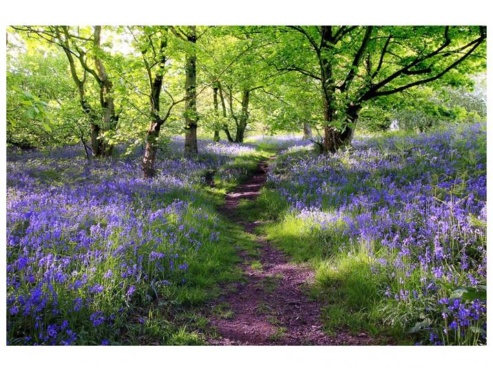 Canvas Wald mit Lavendel image LAND