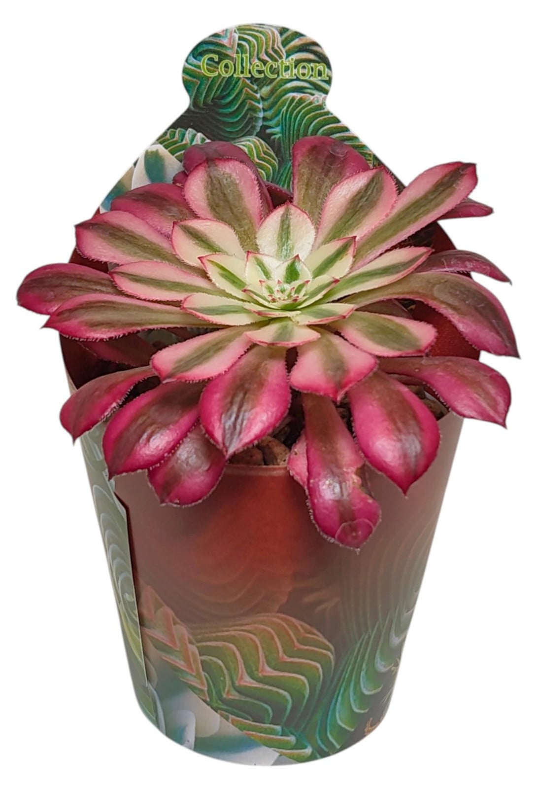 Exotenherz Aeonium Mardi Gras rozenkransvormige vetplant, 15 cm hoog, 6,5 cm pot
