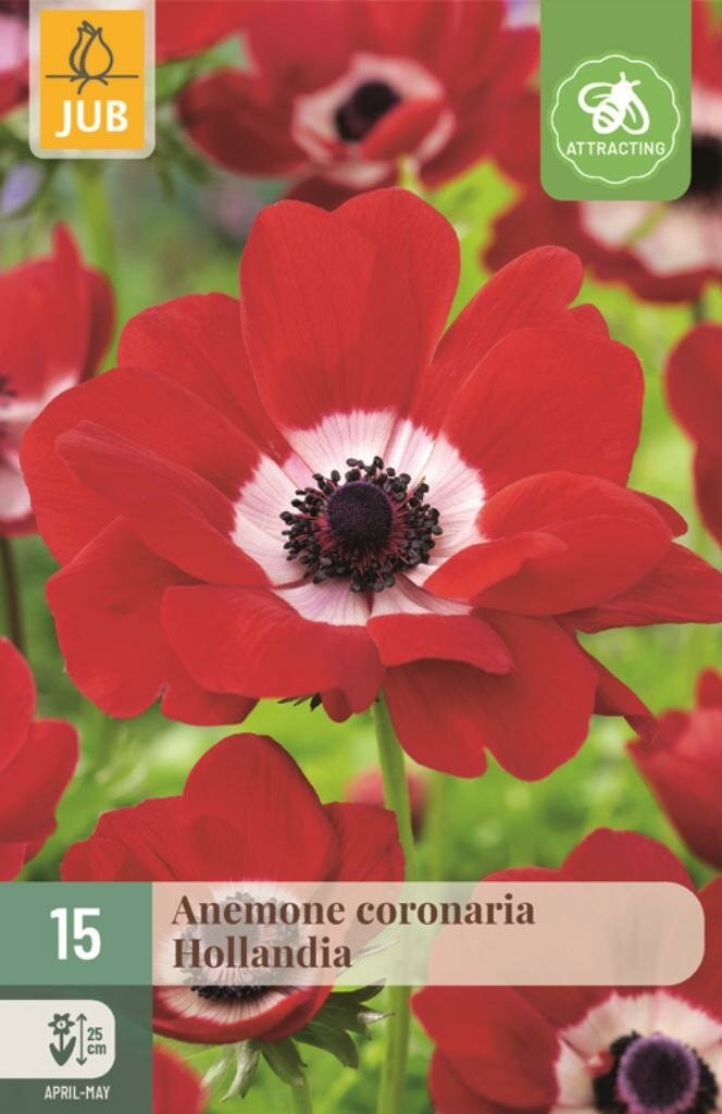 Anemoon coronaria Hollandia JUB - 15 bloembollen