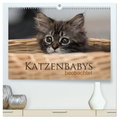 Katzenbabys beobachtet (hochwertiger Premium Wandkalender 2027 DIN A2 quer), Kunstdruck in Hochglanz
