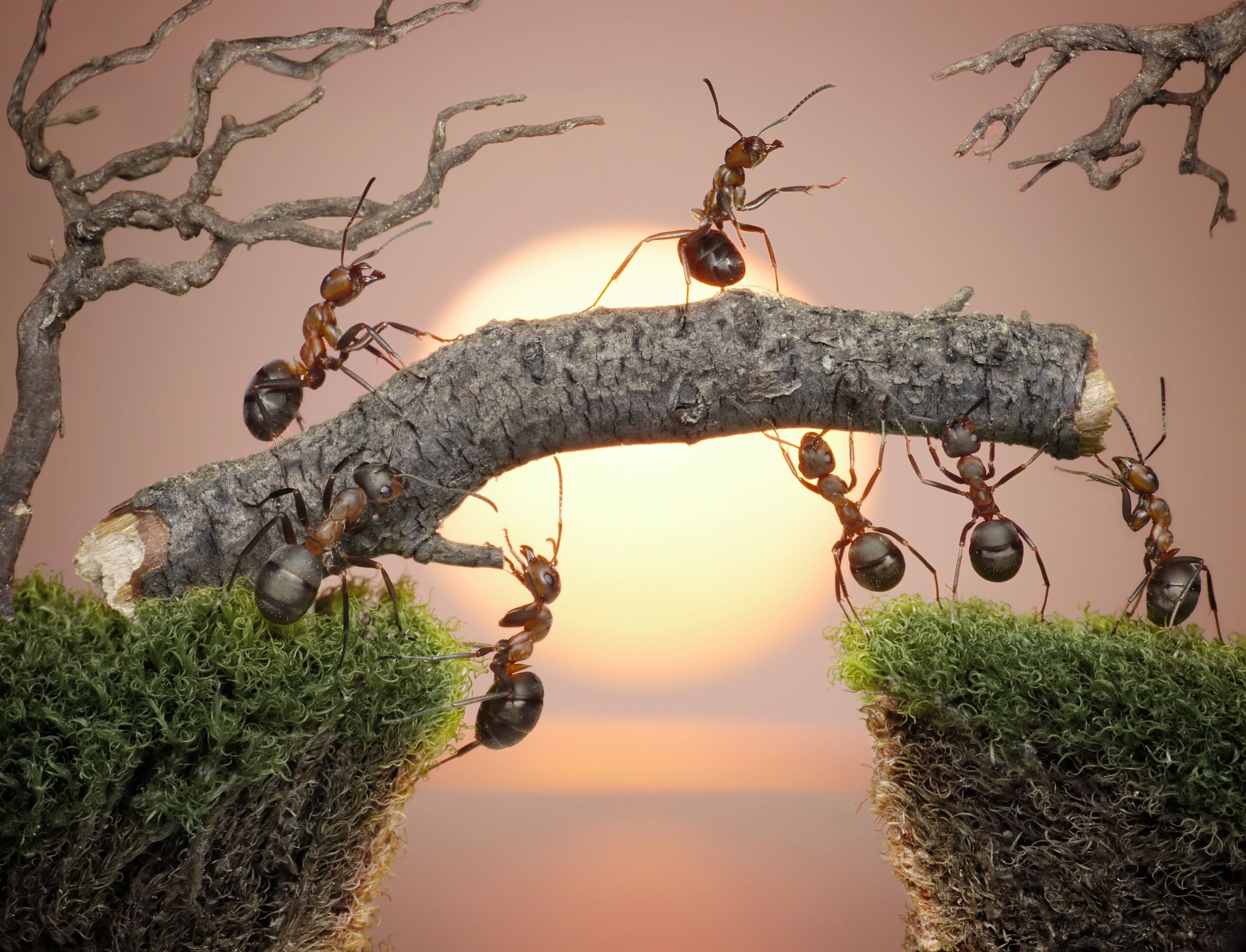 Fototapete PAPERMOON "Ants Teamwork", bunt, B:5m L:2,8m, Vlies, Tapeten, Fototapete bunt B/L: 5m x 2,8m, Bahnen: 10 Stk.