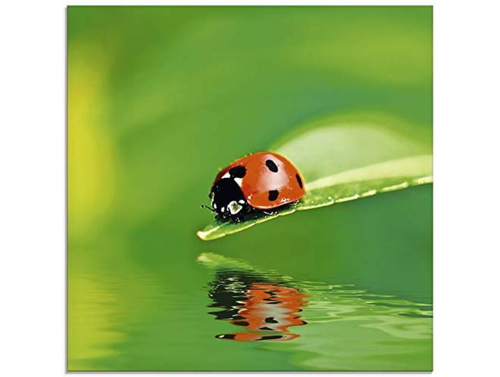 ARTland Wanddeko Glasbilder Wandbild Glas Bild einteilig Quadratisch Natur Tiere Marienkäfer Blatt Wasser Reflektion Grün T5XI