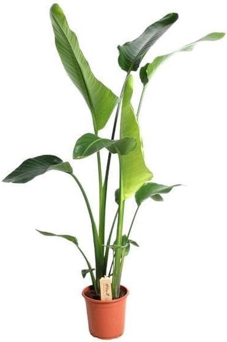 Strelitzia plant - Paradijsvogelbloem - Grote groene kamerplant - Hoogte: 100 cm