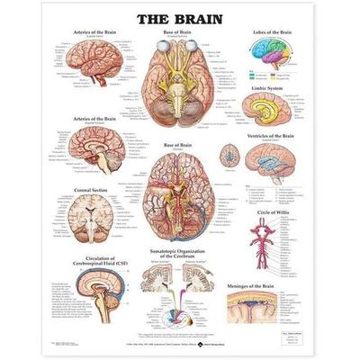 The Brain Anatomical Chart, von , Anatomical Chart Co., 978-1-58779-105-5