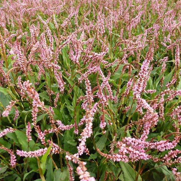6 x Kerzenknöterich Persicaria amplexicaulis Pink Elephant in pot van 9x9 cm van Arborix