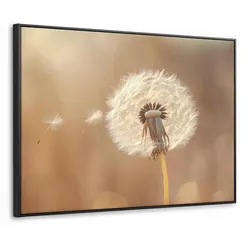LEINWAND Bilder mit Rahmen - Löwenzahn - Beige - Natur - Blume - 80x60