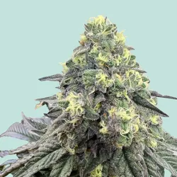 Mainhattan Seeds Konsti 5 Samen - 5