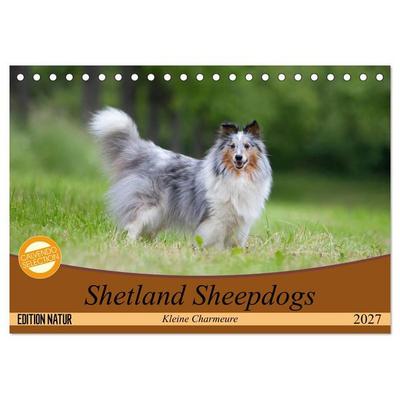 Shetland Sheepdogs - Kleine Charmeure (Tischkalender 2027 DIN A5 quer), CALVENDO Monatskalender