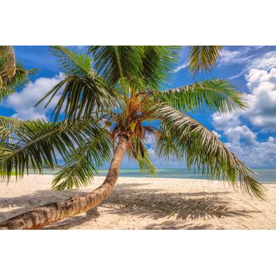 Fototapete PAPERMOON "Palme am Strand", bunt, B:2m L:1,49m, Vlies, Tapeten