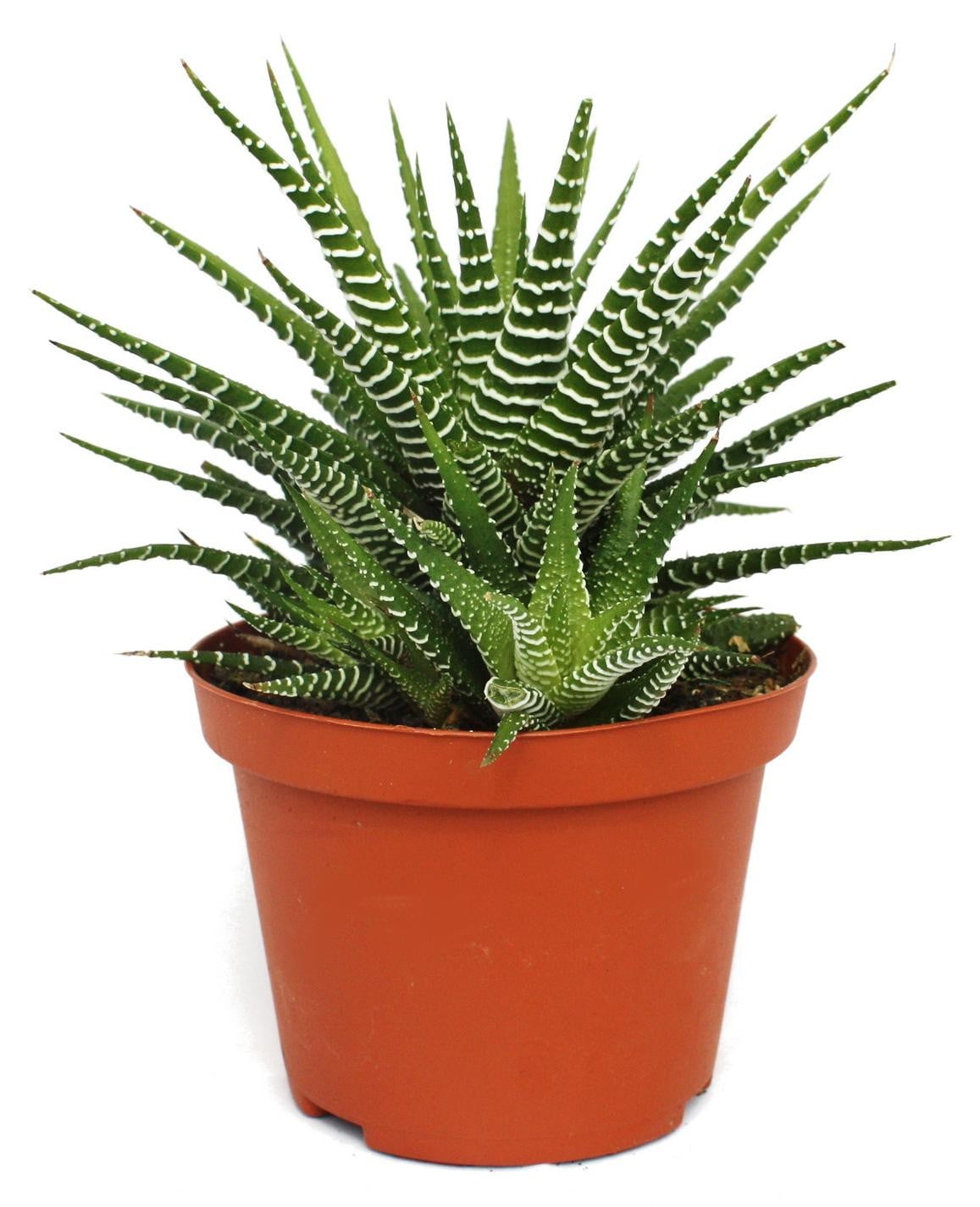 Exotenherz Haworthia fasciata Big Band plant in pot van 10,5 cm