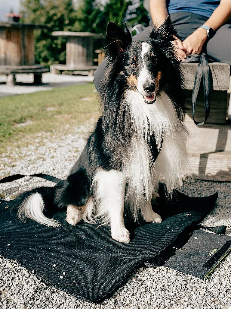 MAMO PET SPORTS Active Dog Base schwarz B