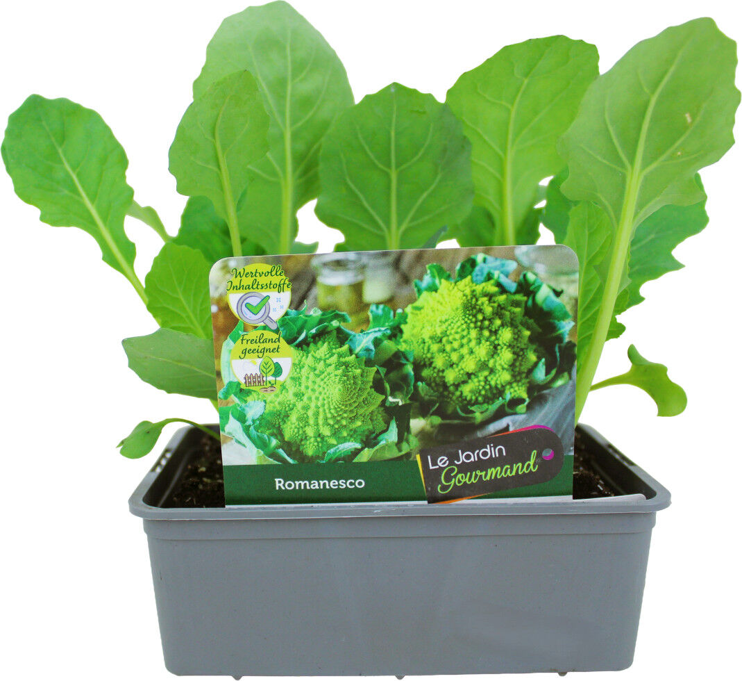 Pflanzen KohlgemüseLe Jardin Gourmand Romanesco 6er Schale