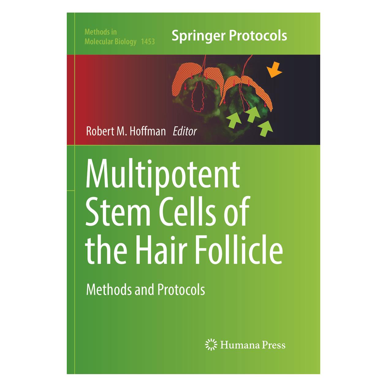Springer Multipotent Stem Cells of the Hair Follicle (Englisch, Softcover, Robert M Hoffman) (56004747)