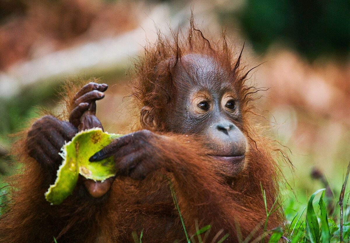 Fototapete PAPERMOON "Baby Orang-Utan-Porträt", bunt, B:2m L:1,49m, Vlies, Tapeten, Fototapete