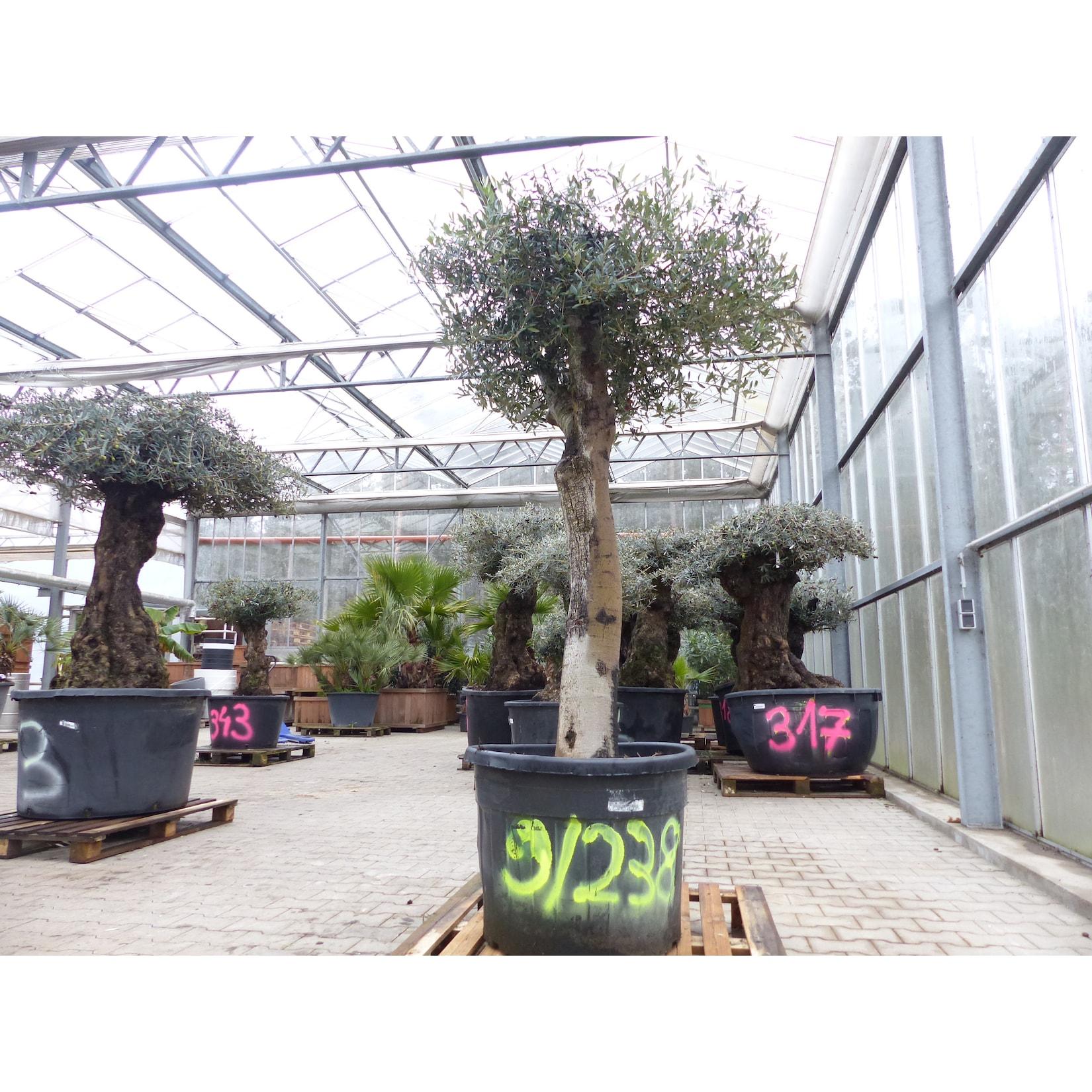 exakt dieser Baum Nr. 9 238, 210 cm, Olivenbaum, knorrige alte urige Olive winterhart