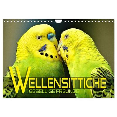Wellensittiche - gesellige Freunde (Wandkalender 2027 DIN A4 quer), CALVENDO Monatskalender