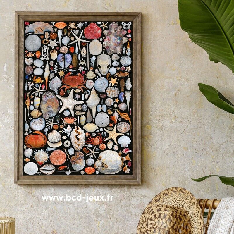 Puzzle 1000 pcs Coquilles - Piatnik