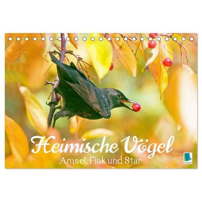 Amsel, Fink und Star: Heimische Vögel (Tischkalender 2027 DIN A5 quer), CALVENDO Monatskalender