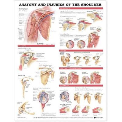 Anatomy and Injuries of the Shoulder Anatomical Chart, Nonbook von Tbd, Anatomical Chart Co., 978-1-58779-807-8