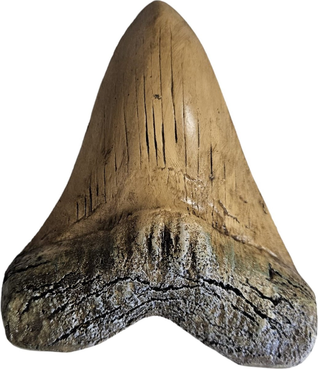 GreatGift Megalodon tand replica wit - 14 cm