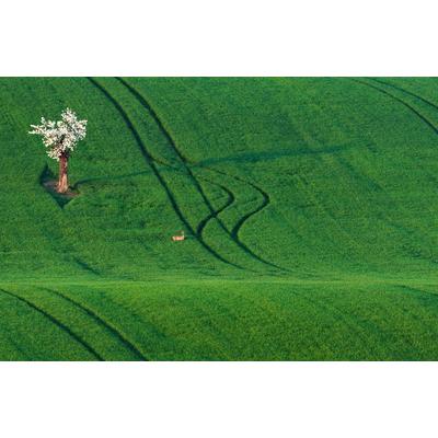 Fototapete PAPERMOON "Feld mit Baum", bunt, B:3,5m L:2,6m, Vlies, Tapeten