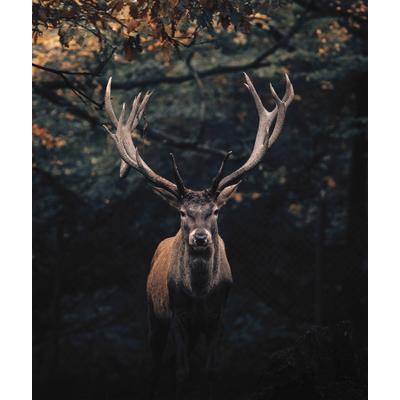 Leinwandbild BÖNNINGHOFF "Wandbild HIRSCH IM WALD XXL 118x140 cm – Leinwandbild Keilrahmen Deko", schwarz (farbe bild(er): schwarz, braun, grün), B:118cm H:140cm T:4,3cm, Canvas, MDF, Bilder, Leinwandbild, auf Keilrahmen gespannt