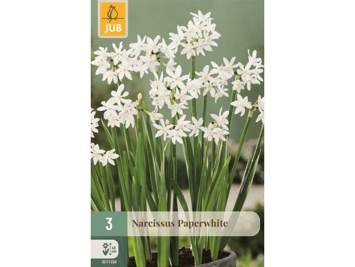 Narcis paperwhite 3 bollen