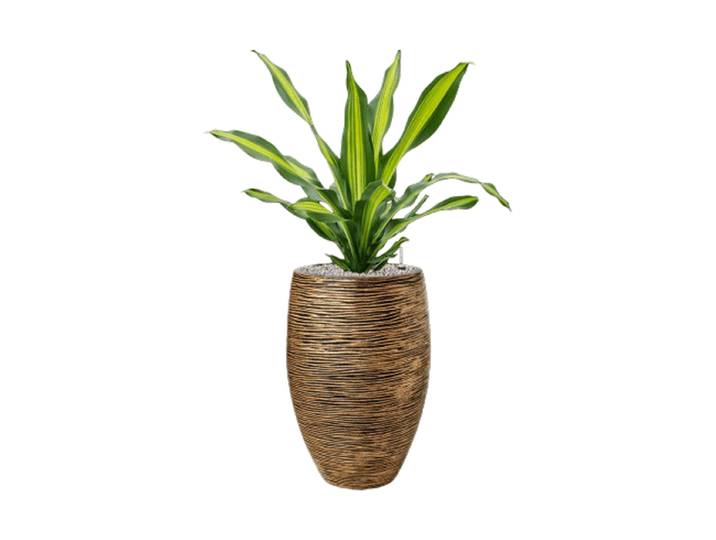 Pflanzen Arrangement „Dracaena fragrans in Capi Nature Rib“, Höhe 110-120 cm Baq Design