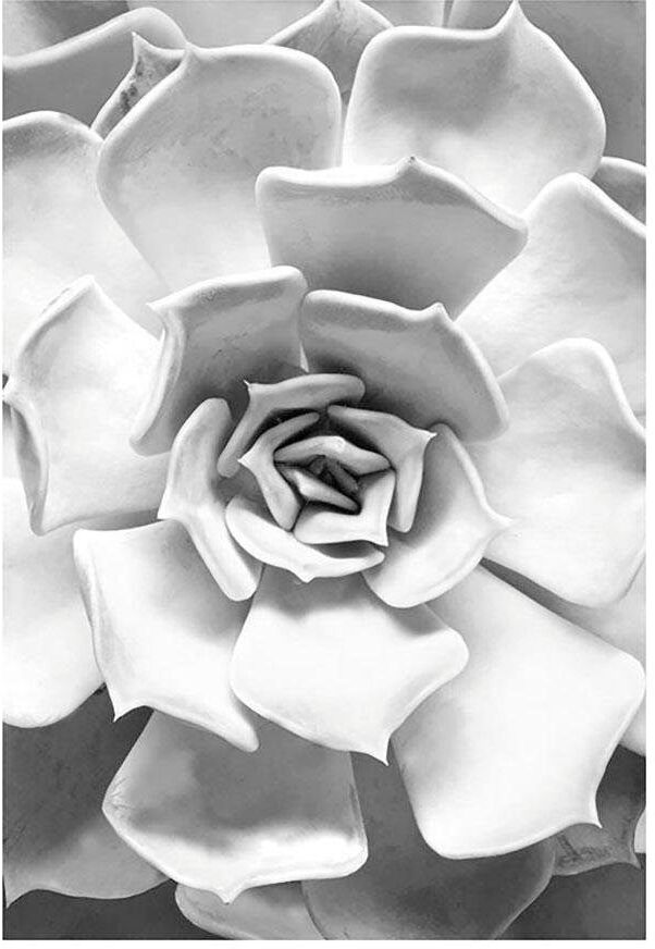 Bild KOMAR "Succulent Closeup", bunt (farbe bild(er): bunt), B:30cm H:40cm, Holz, Papier, Bilder, Bild, Wandbild zur Dekoration - ohne Rahmen farbe bild(er): bunt B/H/T: 30cm x 40cm, Blätter Pflanzen, 1 Stk.