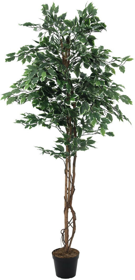 Europalms Silberficus-Benjamini, 180cm