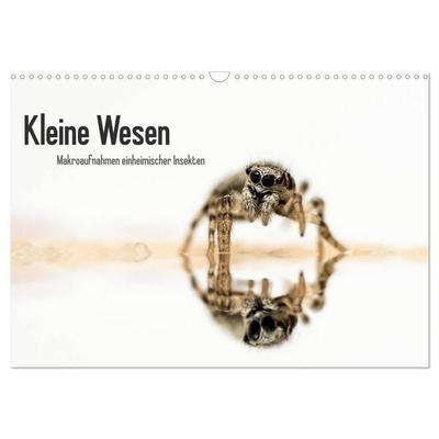 Kleine Wesen – Makroaufnahmen von einheimischen Insekten (Wandkalender 2026 DIN A3 quer), CALVENDO Monatskalender
