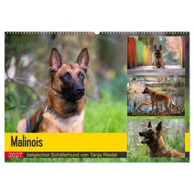 Malinois - belgischer Schäferhund (Wandkalender 2027 DIN A2 quer), CALVENDO Monatskalender