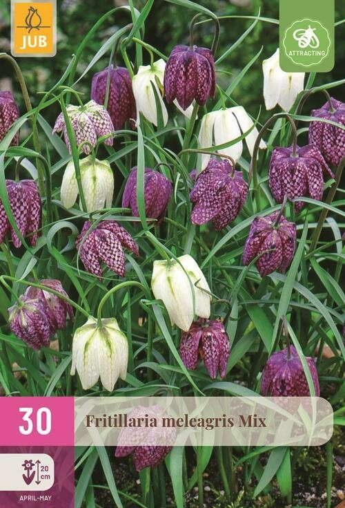 JUB Fritillaria meleagris mix 30 bloembollen