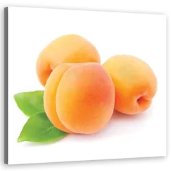 WANDBILD aprikose obst