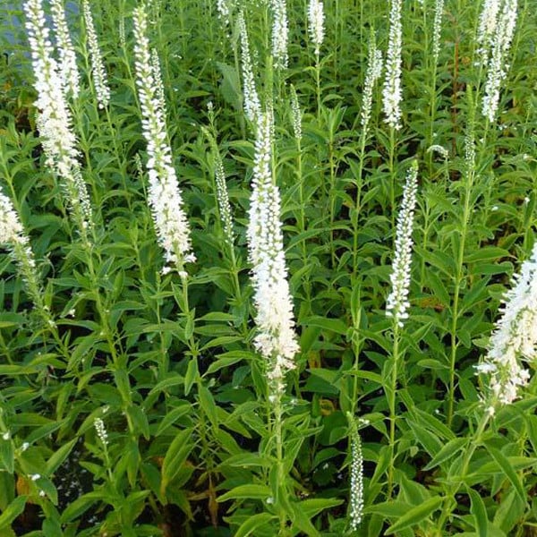 6 x Veronica longifolia Schneeriesin Ereprijs, Potmaat: 9x9 cm