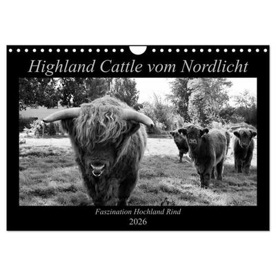 Highland Cattle vom Nordlicht - Faszination Hochland Rind (Wandkalender 2026 DIN A4 quer), CALVENDO Monatskalender