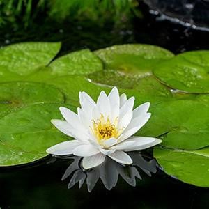 Mästergrön Nymphaea Marliacea Albida Waterlelie in 11 cm pot