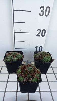 6 x Sempervivum hybride Silberkarneol huislook in pot van 9 x 9 cm van GRDplanten