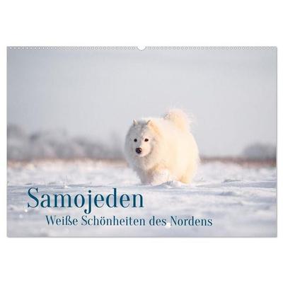 Samojeden - Liebenswerte Fellkugeln (Wandkalender 2026 DIN A2 quer), CALVENDO Monatskalender