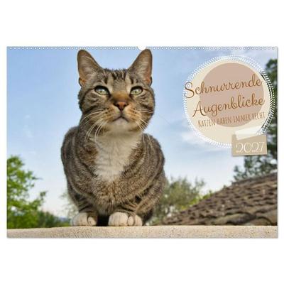 Schnurrende Augenblicke (Wandkalender 2027 DIN A2 quer), CALVENDO Monatskalender