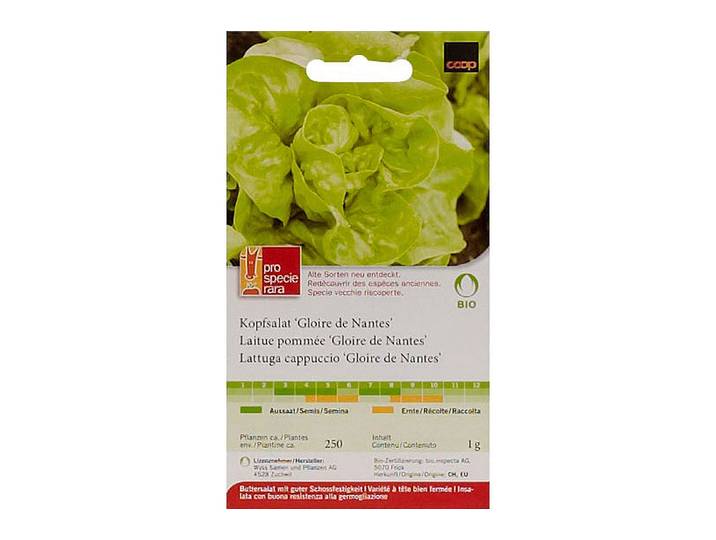 ProSpecieRara Bio Kopfsalat Gloire de Nantes