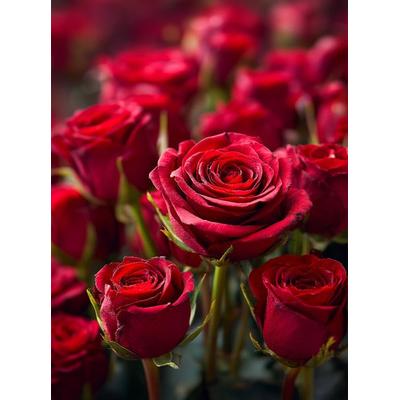 CALVENDO Puzzle Rote Rosen in voller Blüte | 2000 Teile Lege-Größe 90x67cm Foto-Puzzle für glückliche Stunden, Sonstige von , Calvendo Puzzle