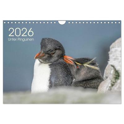 Unter Pinguinen (Wandkalender 2026 DIN A4 quer), CALVENDO Monatskalender