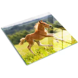 GLASPLATTE 60x52 cm Galoppierendes Fohlen