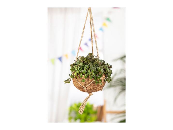 Qualité & Prix Mauerpfeffer Sedum makinoi ⌀ 10.5 cm