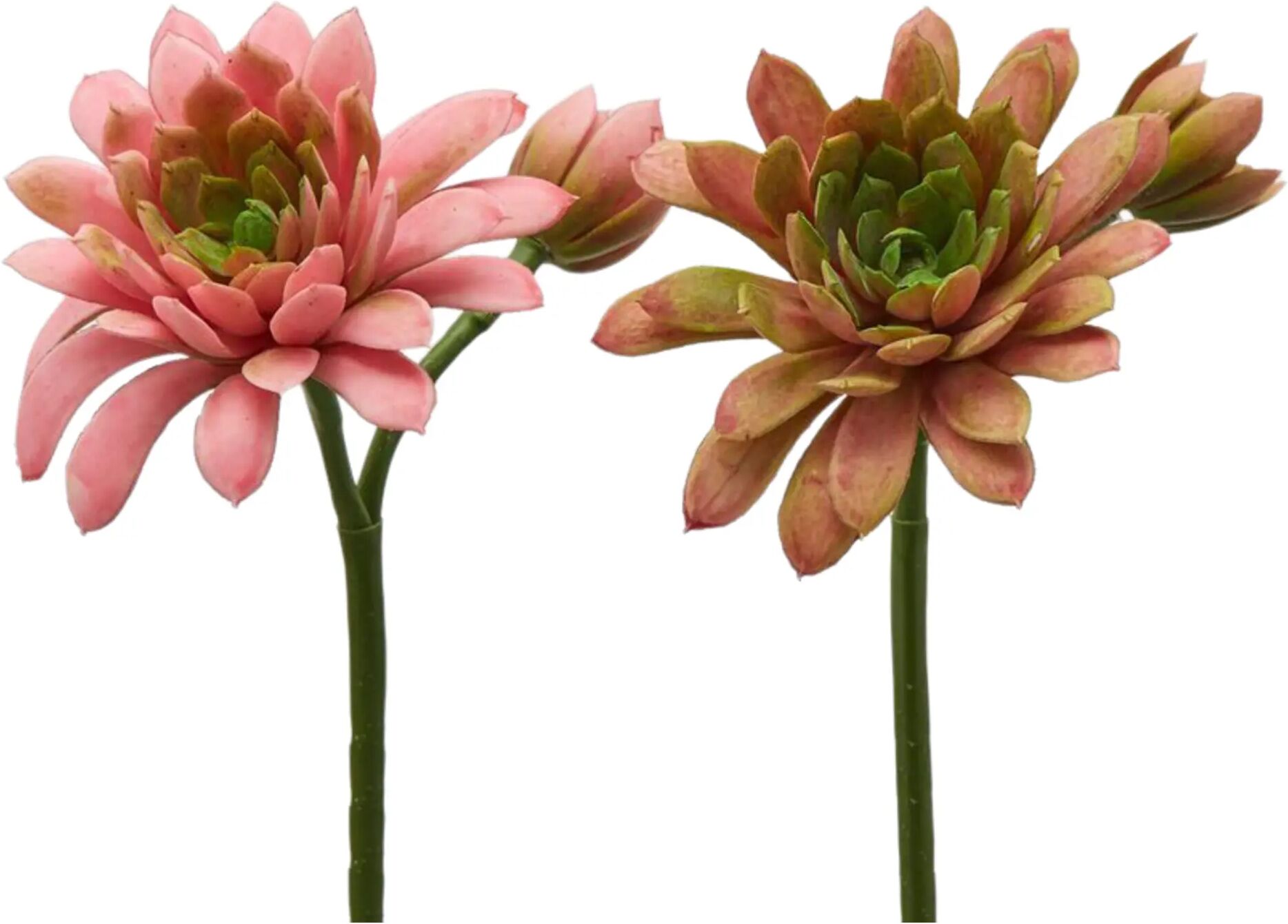 Edg Echeveria Hellrosa H: 18 cm  Hellrosa